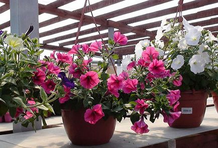 Ampelia petunia plantare și îngrijire, caracteristici de cultivare