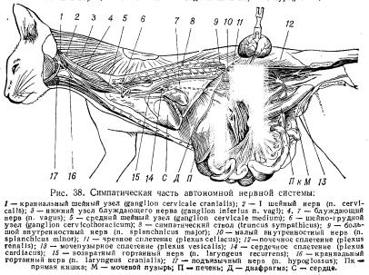 Caracteristicile anatomice și fiziologice ale pisicilor (partea 1) - totul despre medicina veterinară