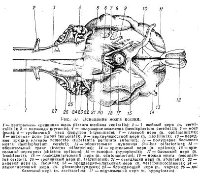 Caracteristicile anatomice și fiziologice ale pisicilor (partea 1) - totul despre medicina veterinară