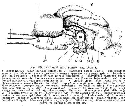 Caracteristicile anatomice și fiziologice ale pisicilor (partea 1) - totul despre medicina veterinară