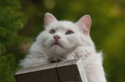 Ангорська кішка фото породи