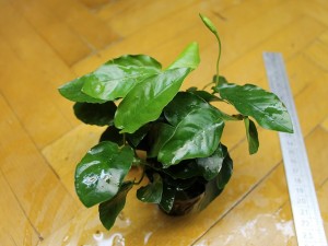 Anubias nana în acvariu