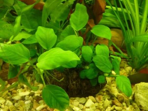 Anubias nana în acvariu