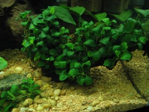 Anubias nana în acvariu