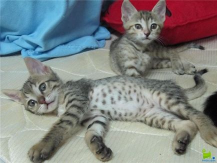 Arab Mau (Arab Mau), pisici