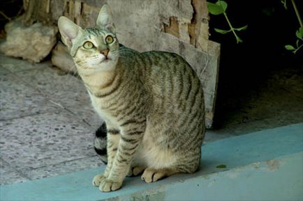 Arab Mau (Arab Mau), pisici