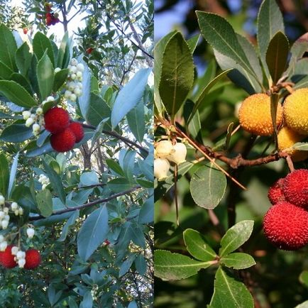 Arbutus arbutus pe o fotografie și descriere în creștere și îngrijire la domiciliu