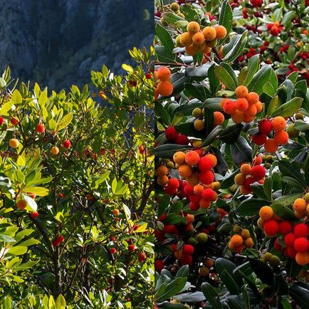 Arbutus arbutus pe o fotografie și descriere în creștere și îngrijire la domiciliu