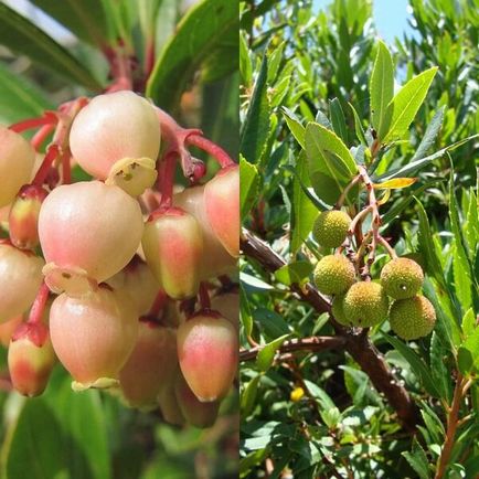 Arbutus arbutus pe o fotografie și descriere în creștere și îngrijire la domiciliu