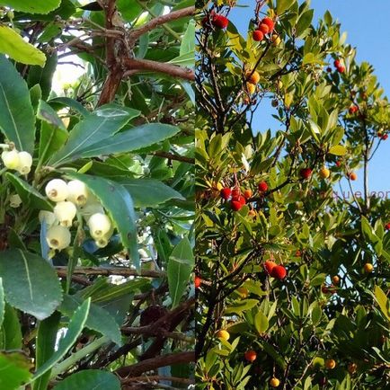Арбутус суничне дерево на фото і опис вирощування і догляд в домашніх умовах