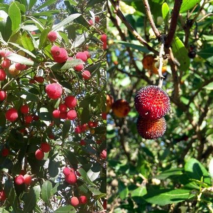 Arbutus arbutus pe o fotografie și descriere în creștere și îngrijire la domiciliu