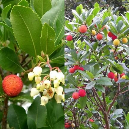 Arbutus Arbutus върху снимката и описанието на отглеждането и грижи в къщи