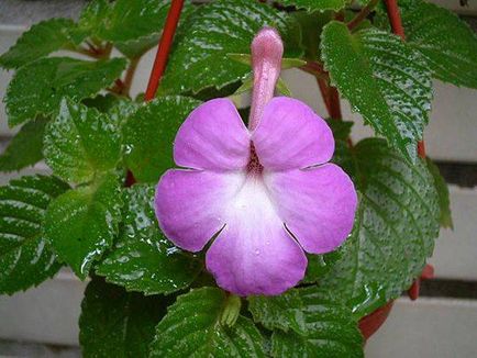 Ахименес всі нюанси догляду за квіткою і його вирощування в домашніх умовах фото і відео