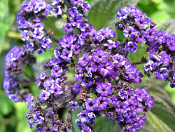 Alfabet heliotrope parfum - parfumuri - totul despre arome pe site-ul il de boté