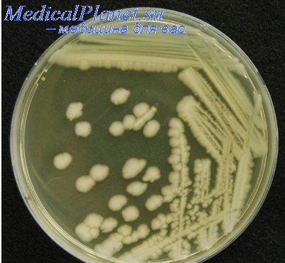 Bacillus cereus gyermekeknél