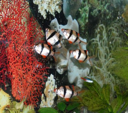 Барбус суматранський фото, опис акваріумний рибки