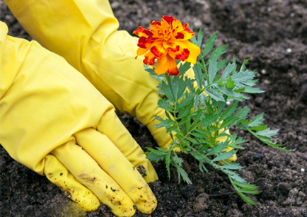 Marigolds cresc din semințe atunci când plantate