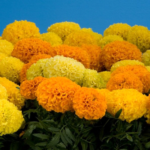 Marigolds cresc din semințe atunci când plantate