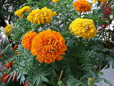 Marigolds cresc din semințe atunci când plantate