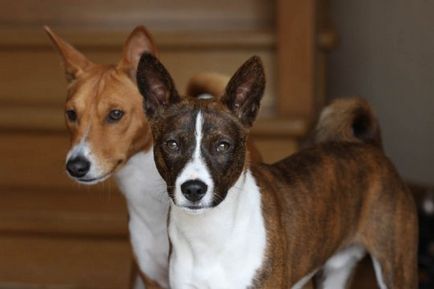 Basenji, rase de câini, animale și rase