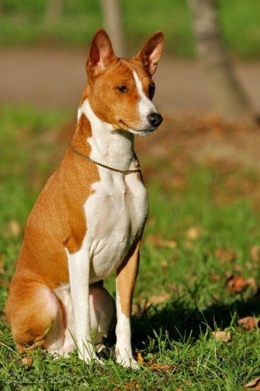 Basenji, rase de câini, animale și rase