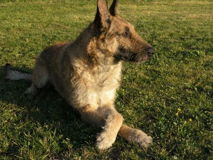 Cartea lui Shepherd Lakenen despre povestea, culoarea, natura și caracteristicile conținutului (foto)