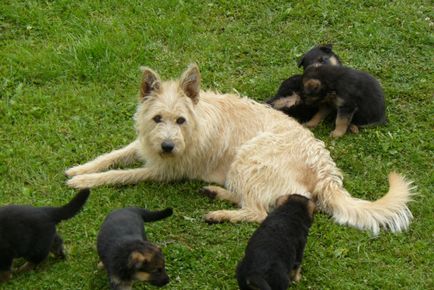 Cartea lui Shepherd Lakenen despre povestea, culoarea, natura și caracteristicile conținutului (foto)