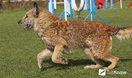 Бельгійська вівчарка лакенуа опис породи собак, догляд