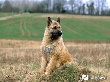 Câine ciobănesc belgian lachenwo descriere câine câine, îngrijire