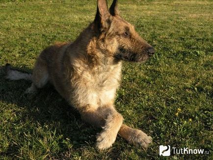 Бельгійська вівчарка лакенуа опис породи собак, догляд
