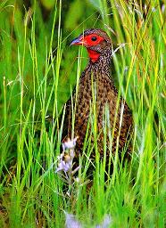 Baraca de gâscă (Branta leucopsis)