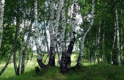 Birch - proprietăți medicinale, utilizare și contraindicații (contraindicații) Birch - proprietăți medicinale, utilizare și contraindicații
