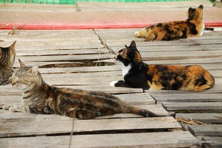 Pisicile fără locuință din Israel sunt un animal de companie