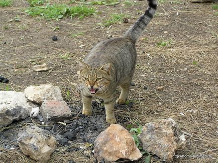 Pisicile fără locuință din Israel sunt un animal de companie