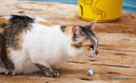Бездомні коти в Ізраїлі - домашній улюбленець