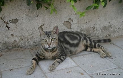 Pisicile fără locuință din Israel sunt un animal de companie