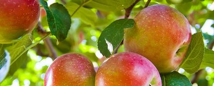 Бізнес-ідея переробка яблук