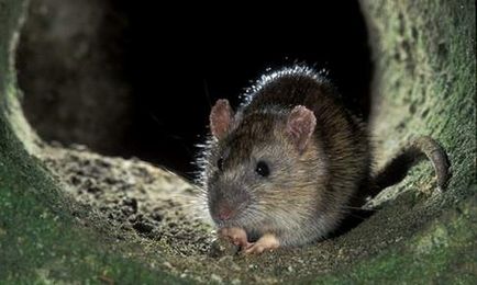 Által hordozott betegségek patkányok