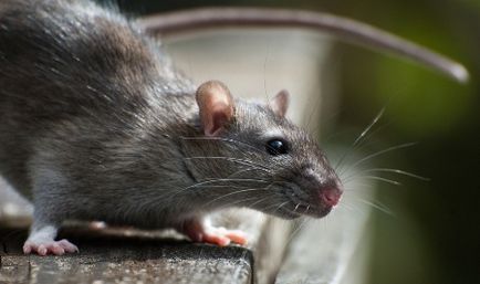 Boli transportate de șobolani