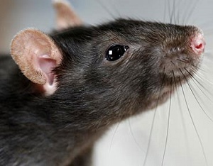 Boli transportate de șobolani