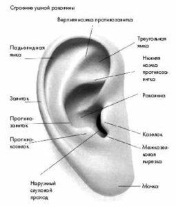 Болить козелок вуха при натисканні - види і лікування