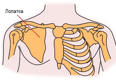 Durere sub scapula stângă din spate