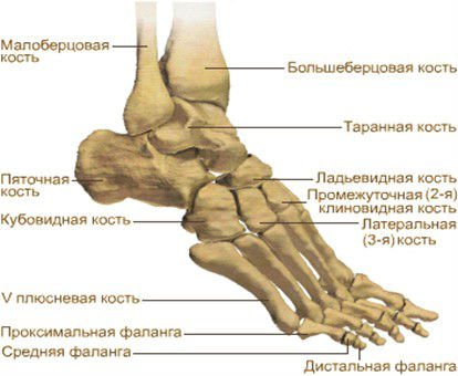 Durere în partea metatarsală a piciorului - care provoacă boli și condiții