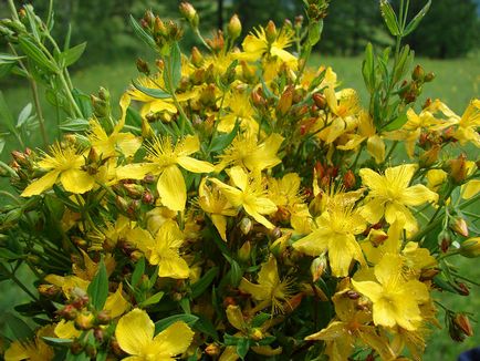 A gyógyító tulajdonságait Hypericum perforatum, alkalmazás (perforatum) A gyógyító tulajdonságait Hypericum perforatum, alkalmazás