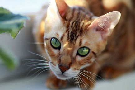 Чим годувати бенгальську кішку, догляд за представниками породи