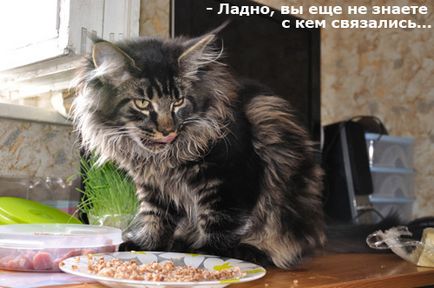 Mi a takarmány egy Maine Coon súlygyarapodás