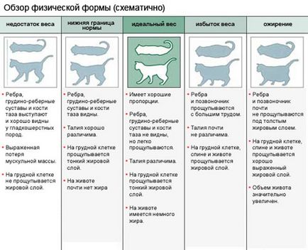 Чим годувати мейн куна для набору ваги