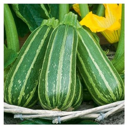 Care este diferența dintre dovlecei de dovlecel și care este diferența dintre legume, diferențe cheie, fotografie