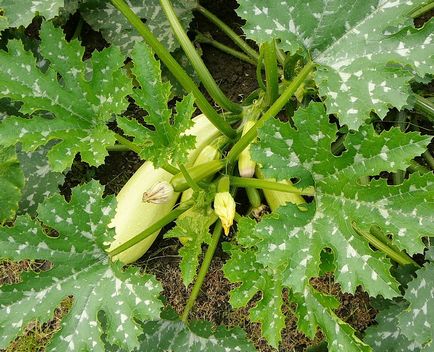 Care este diferența dintre dovlecei de dovlecel și care este diferența dintre legume, diferențe cheie, fotografie