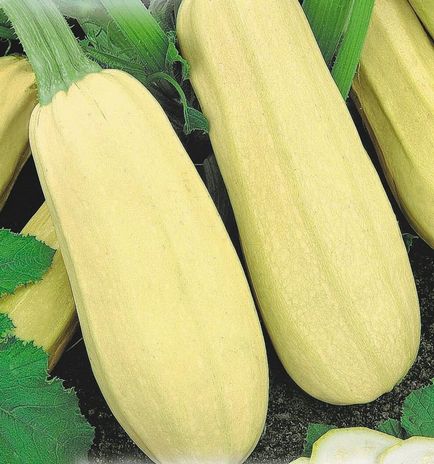 Mi a különbség a cukkini squash a különbség a zöldség, a legfontosabb különbség, fotók (cukkini) Mi a különbség a cukkini squash a különbség a zöldség, a legfontosabb különbség, fotók